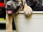 Cane Corso Puppies