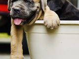 Cane Corso Puppies