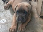 Cane Corso Puppy