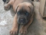 Cane Corso Puppy