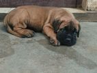 Cane Corso Puppies