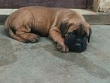 Cane Corso Puppies