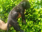 Cane Corso Puppy