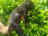 Cane Corso Puppy