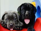 Cane Corso Puppies
