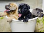 Cane Corso Puppies
