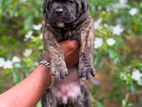 Cane Corso Puppy