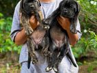 Cane Corso Puppy