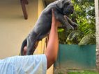 Cane Corso Puppy