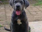 Cane Corso Puppy