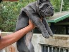 Cane Corso Puppy