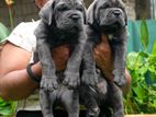 Cane Corso Puppies