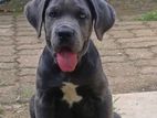 Cane corso