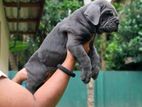 Cane corso