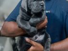 cane corso