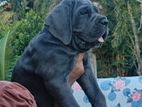 Cane Corso