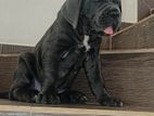 Cane Corso Puppies