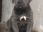 Cane Corso Dog