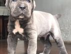 Cane Corso Dog