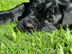 Cane Corso Puppy