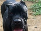 Cane Corso