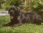 Cane Corso Dog