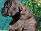 Cane Corso Puppies