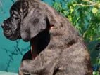 Cane Corso Puppies