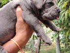Cane Corso Puppy