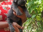 Cane Corso Puppies