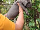 Cane Corso Puppy