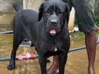 Cane Corso