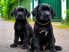 Cane Corso Puppy