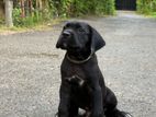 Cane Corso Puppy
