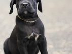 Cane Corso