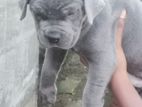 Cane Corso Puppies