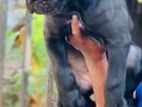 Cane Corso
