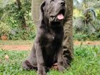 Cane Corso