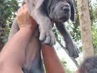 Cane Corso Puppies
