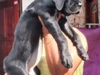 Cane Corso Puppies