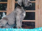 Cane Corso Puppy