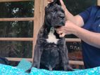 Cane Corso Puppy