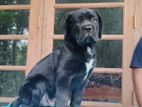 Cane Corso Puppy