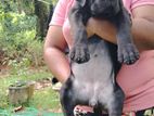 Cane Corso Puppy
