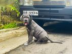Cane Corso Dog