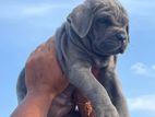 Cane Corso Puppies