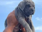 Cane Corso Puppies