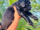 Cane Corso Puppies