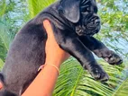 Cane Corso Puppies