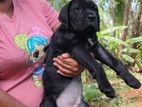 Cane Corso Puppies